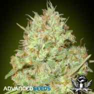 Advanced Seeds Shark Widow